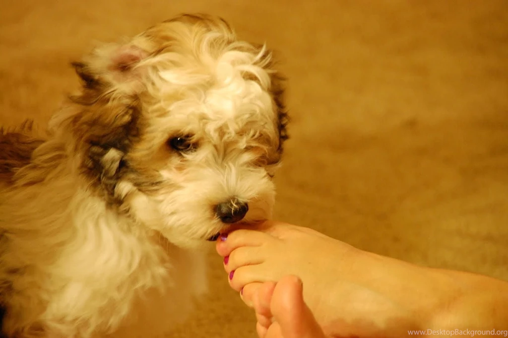 PUPPY LOVE WALLPAPER   (