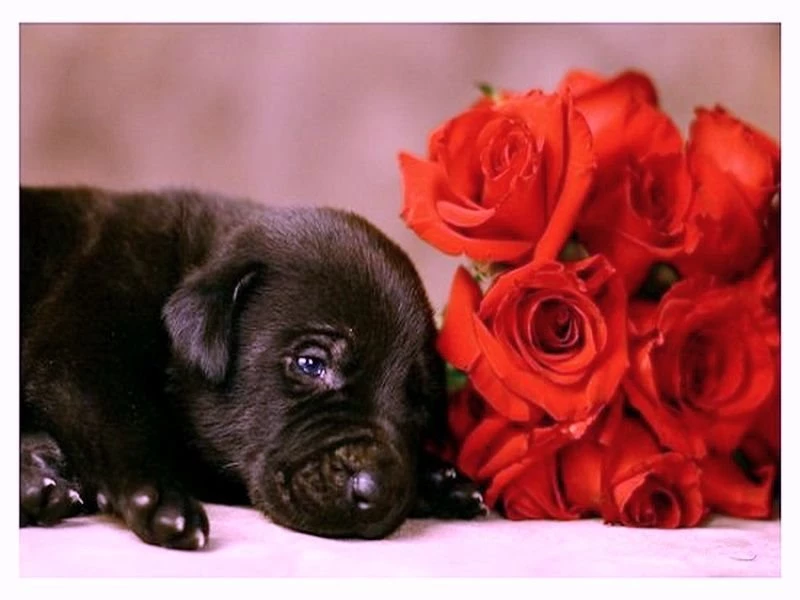 Wallpapers Love Black And White Puppy Cute Roses 800x600
