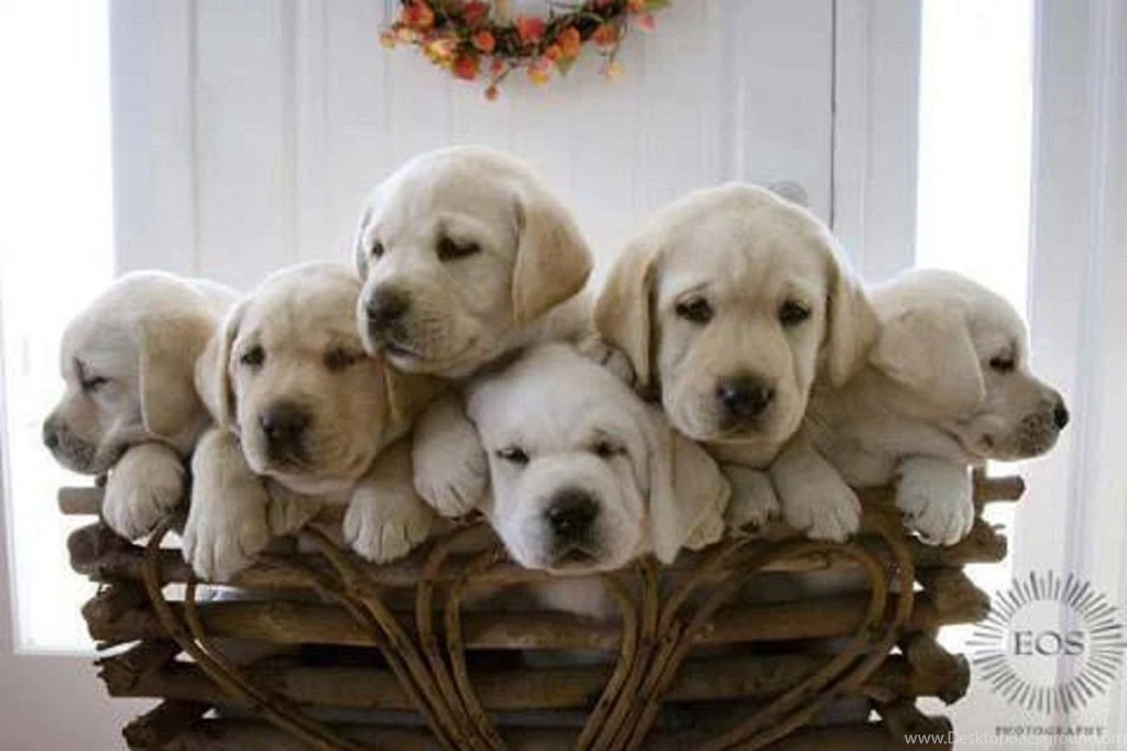 Dogs: Basket Puppy Love Dogs Animals Puppies HD Desktop For HD 16 ...