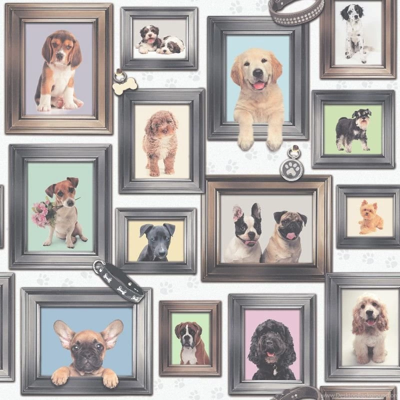 Rasch Puppy Love Wallpapers In Multi Coloured   272703
