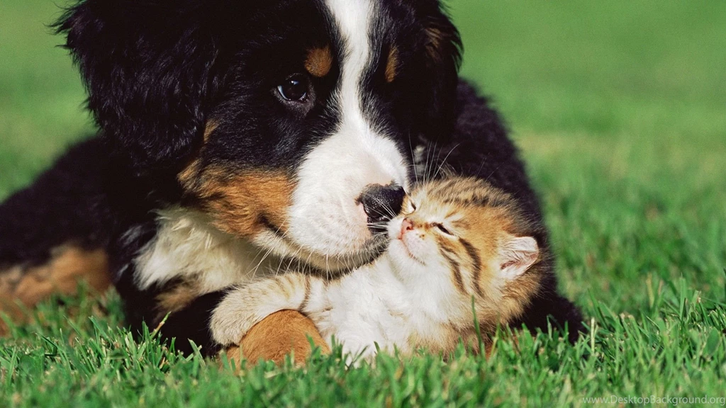 Cats Dogs Kittens Grass Animals Puppy Cute Love Wallpapers ...