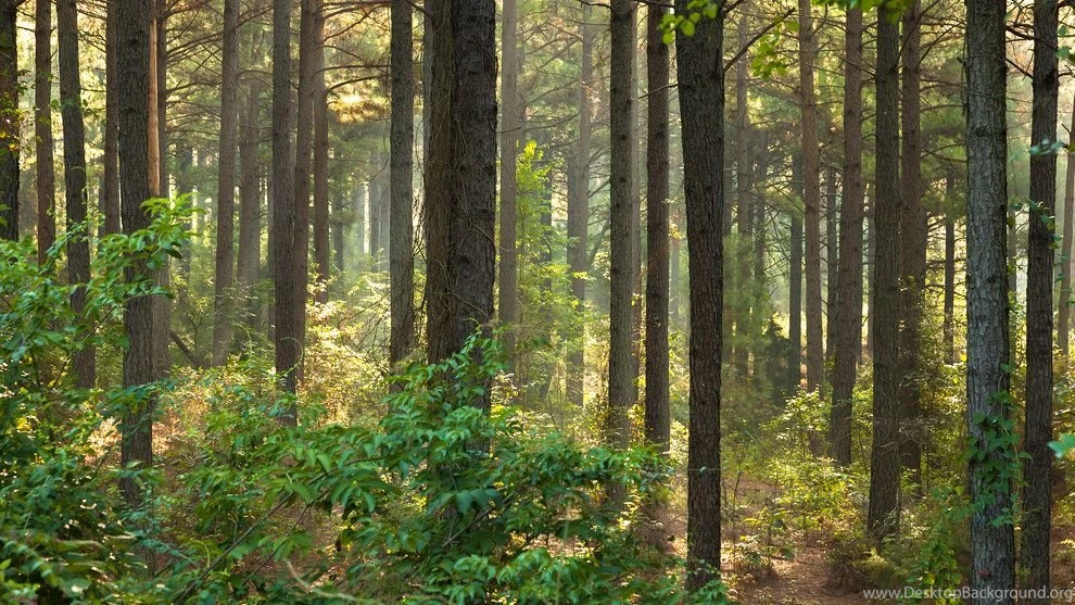 ArkansasWallpapers_OuachitaPineForest_preview.jpg