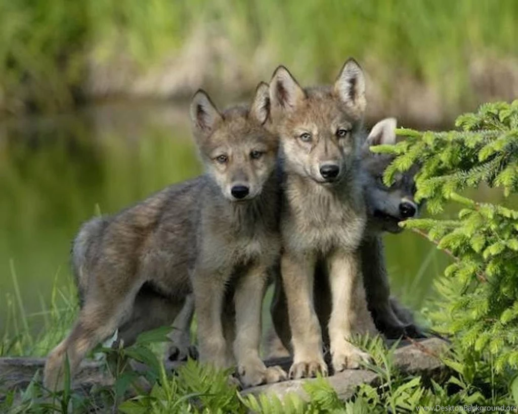 Hd Animal Wallpapers Wild Animals Animal Desktop Images High