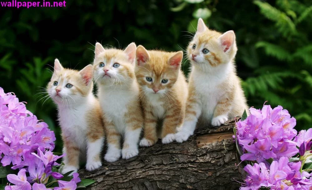 Animals & Birds Archives   Page 6 Of 14   Free Desktop Wallpapers ...