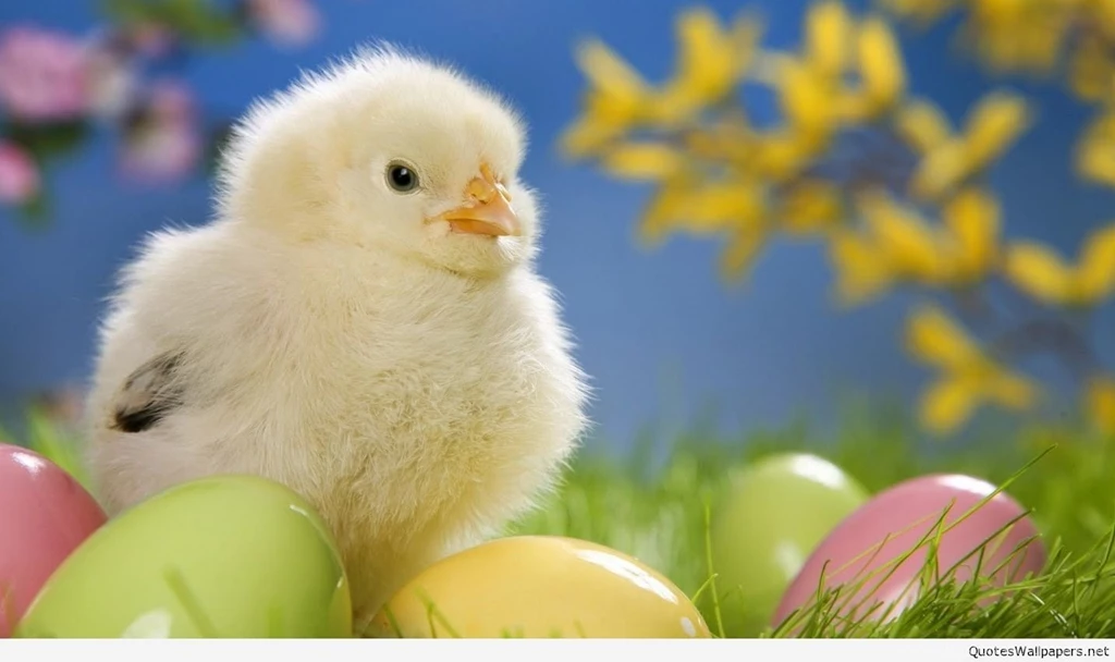 Animals Wallpapers Free Download Desktop 6.jpg