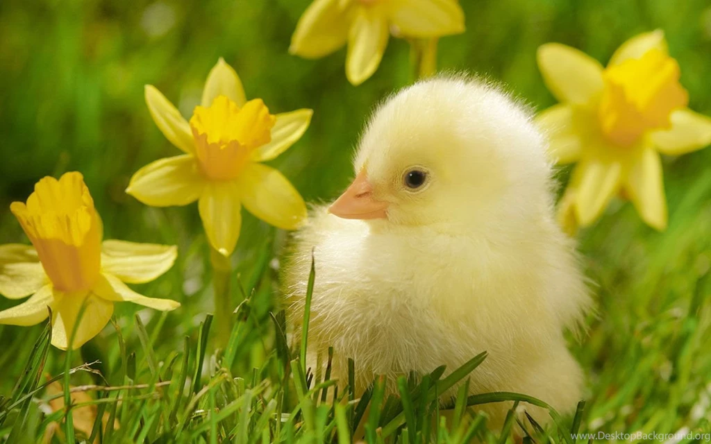 Animals Wallpapers For Desktop Free Download 23 High Resolution ...