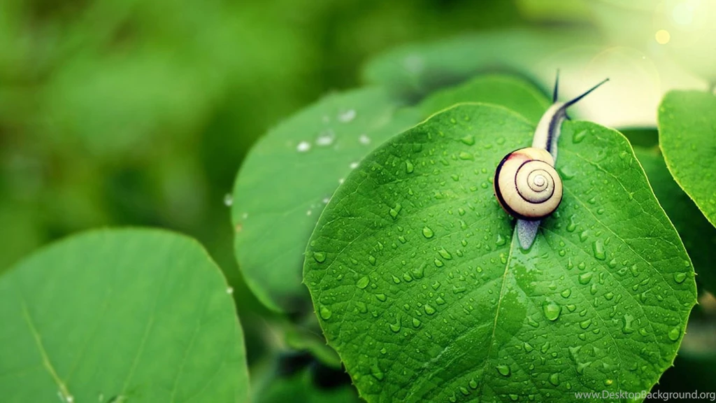 Snail HD Wallpapers