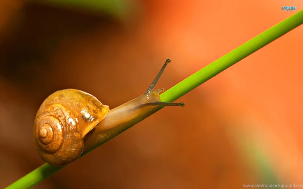 Snail Wallpapers Animal Wallpapers