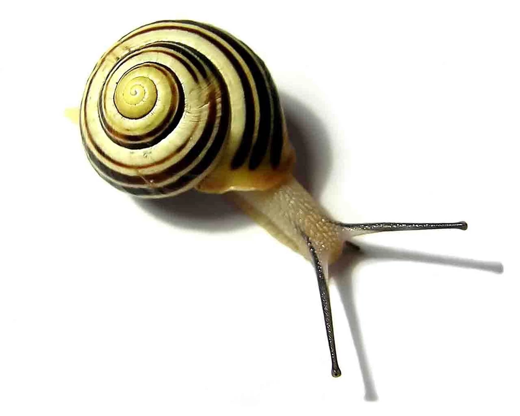 Snail Wallpapers Animals Town