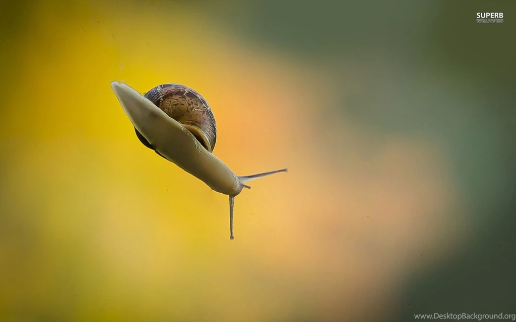 Snail Wallpapers Animal Wallpapers