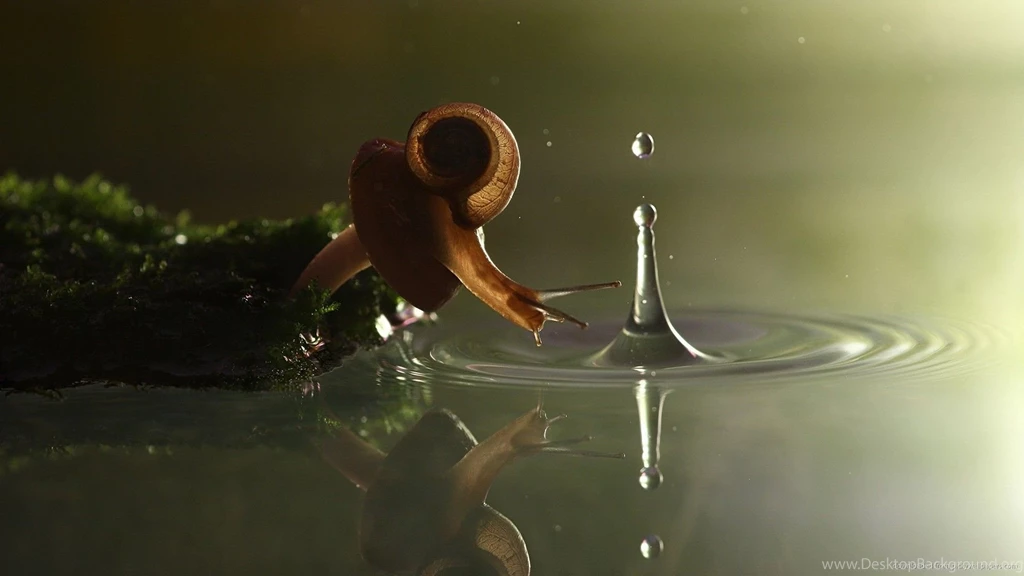 Snail Wallpaper.