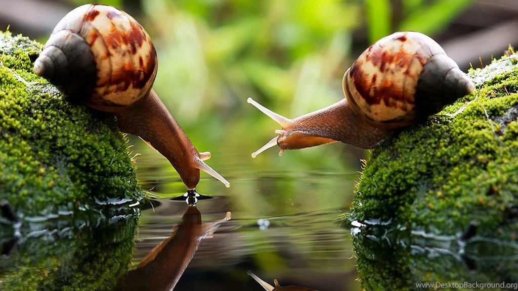 Snail macro photography free wallpapers backgrounds