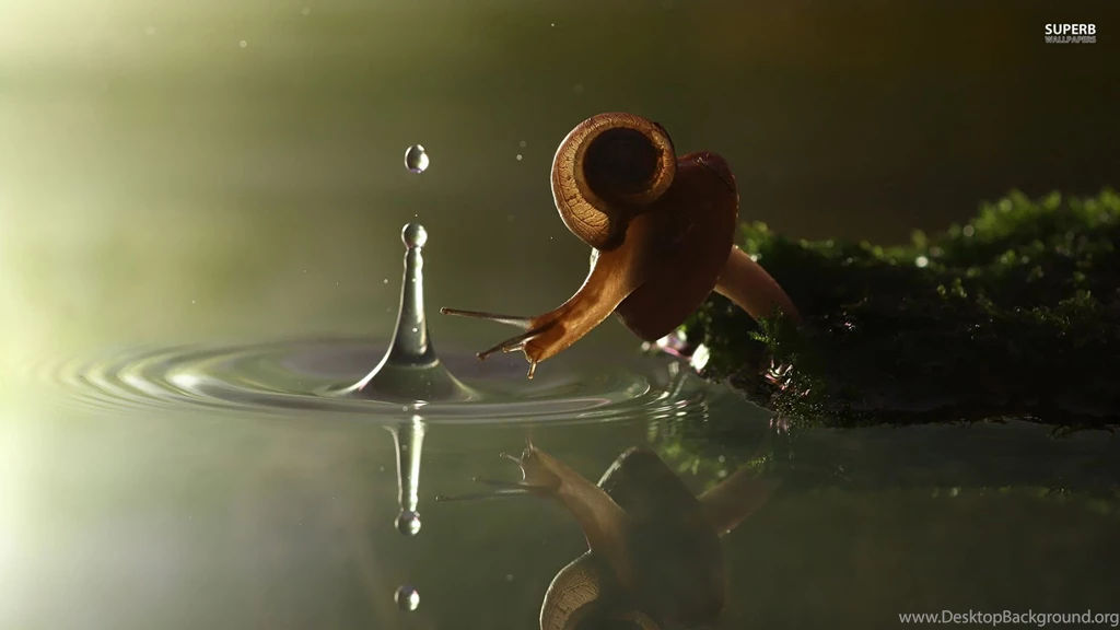 Snail Wallpapers Animal Wallpapers