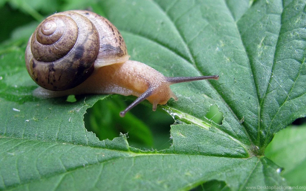 Snail Computer Wallpapers, Desktop Backgrounds