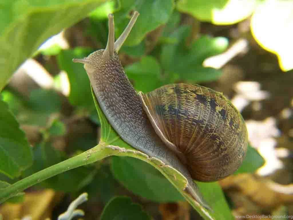 Free Snail Wallpapers Download Animals Town