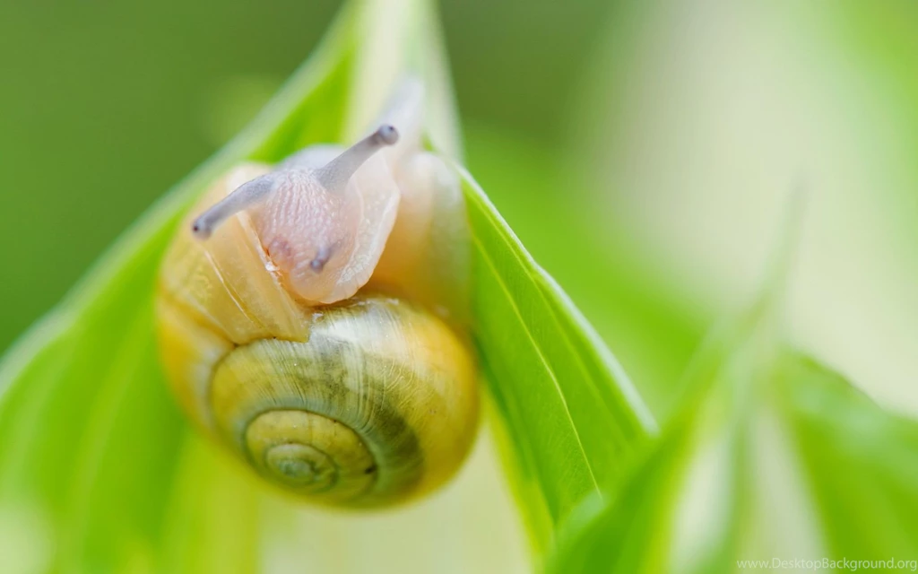 Snail Computer Wallpapers, Desktop Backgrounds
