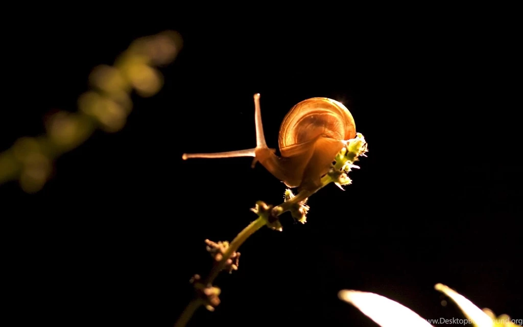 1680x1050 Snail In Light Desktop PC And Mac Wallpapers