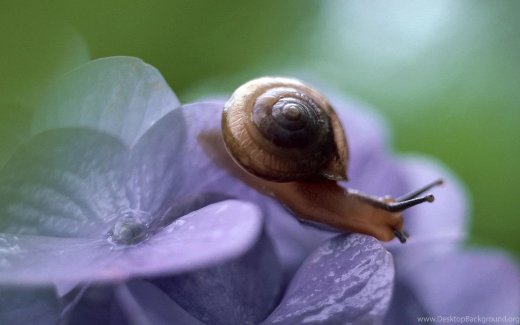 Snail