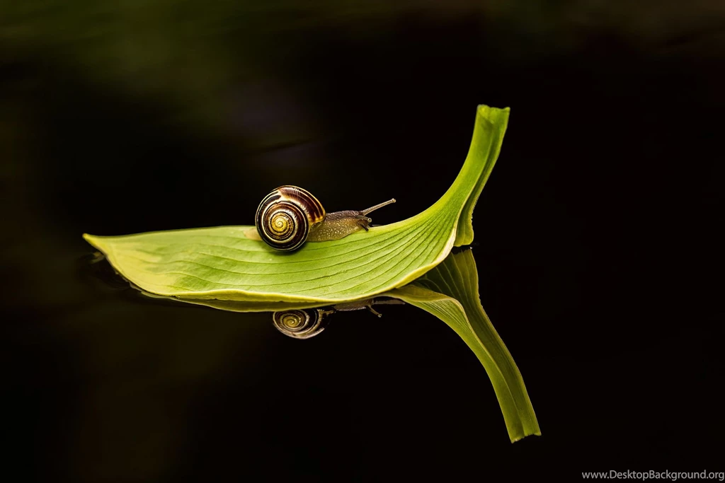 Snail Computer Wallpapers, Desktop Backgrounds