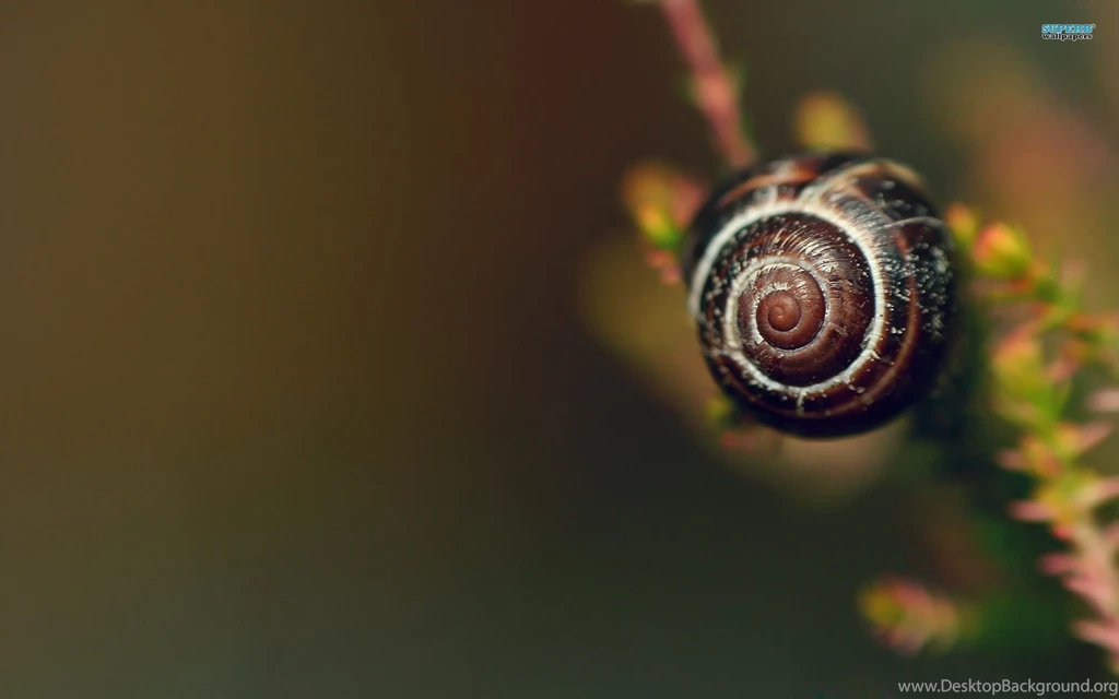 Snail Wallpapers Animal Wallpapers
