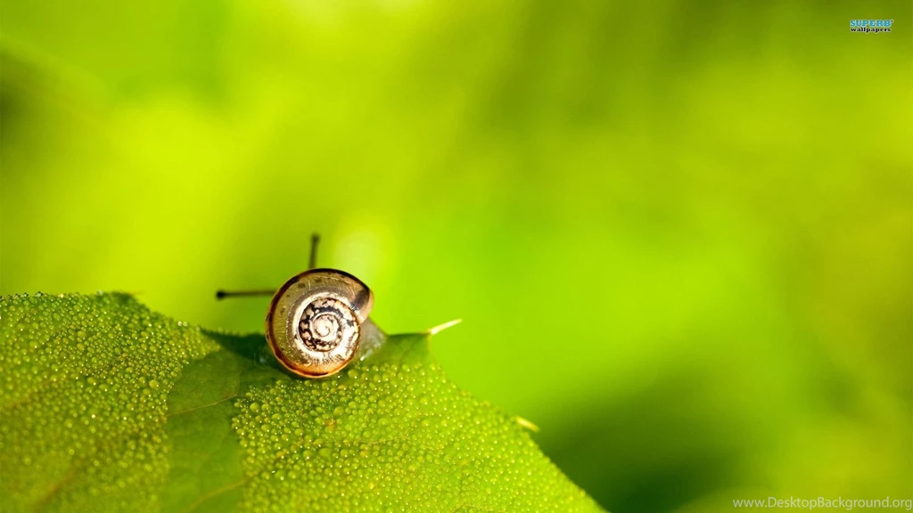 Snail On A Wet Leaf Wallpapers Animal Wallpapers