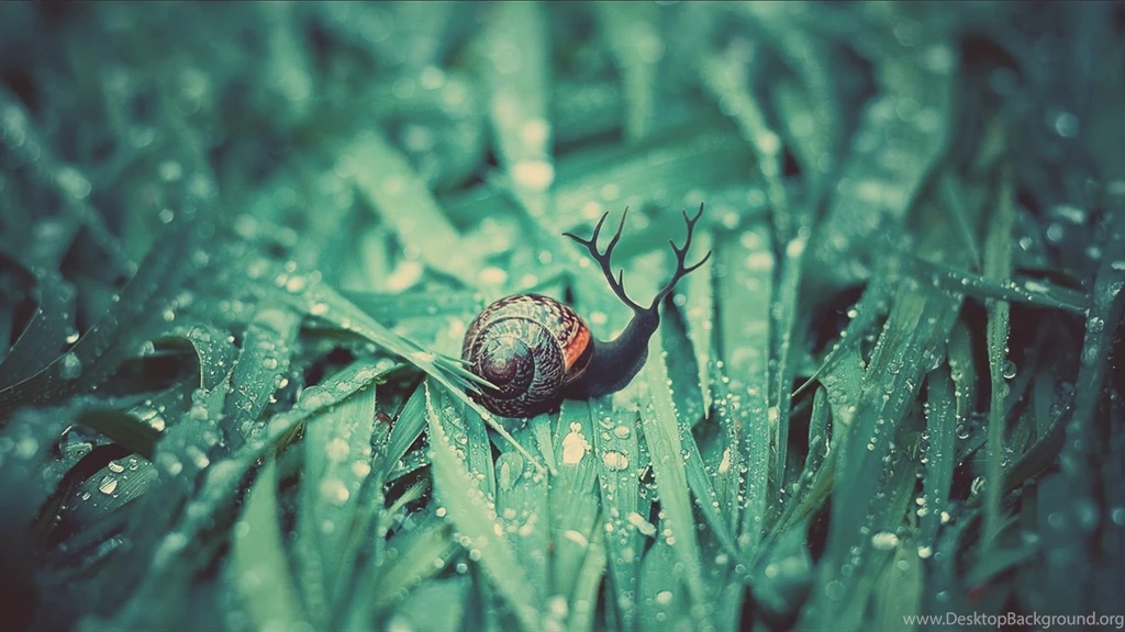 Download Wallpapers 1920x1080 Snail, Grass, Dew, Drops, Moisture ...