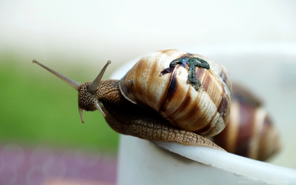 Snail Wallpapers