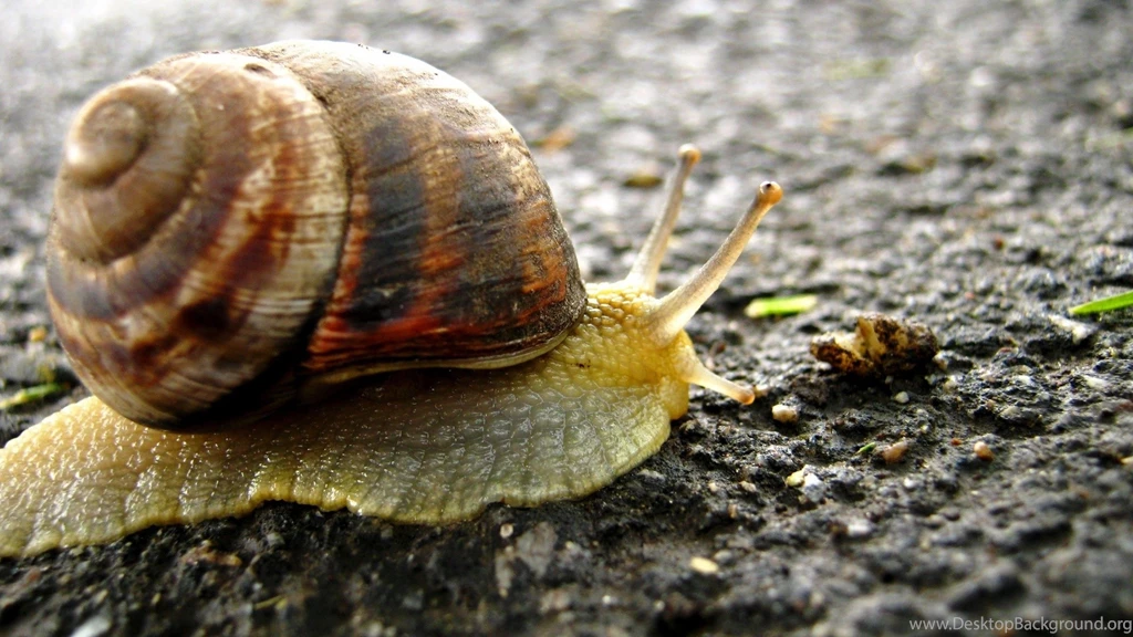 Download Wallpapers 3840x2160 Snail, Background, Surface, Shell 4K ...