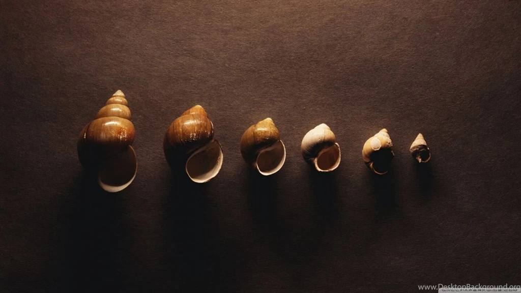 Snail Shells HD Desktop Wallpapers : High Definition : Fullscreen ...