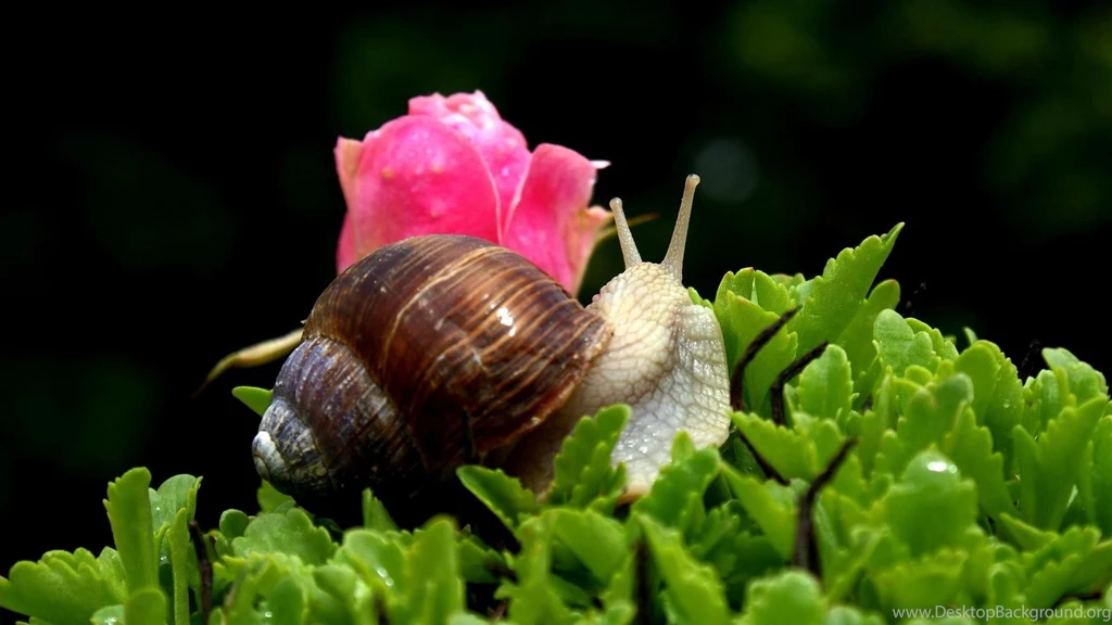 Snail Shell Wallpapers HD.jpg