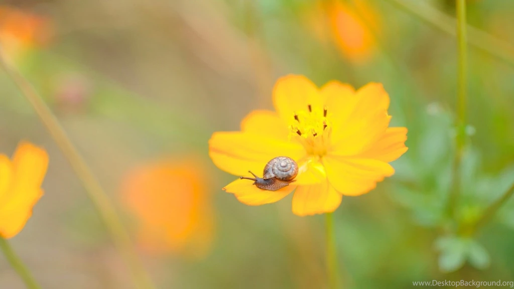 Snail On A Cosmos Flower Wallpapers   Free Wide HD Wallpapers