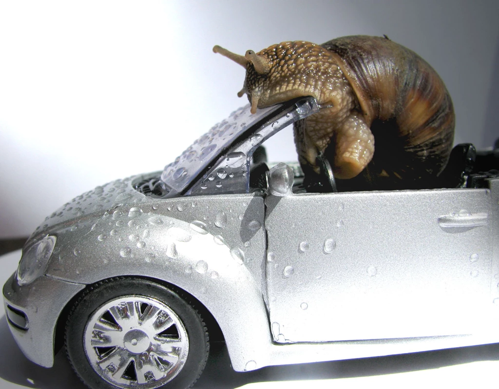 Snail Computer Wallpapers, Desktop Backgrounds