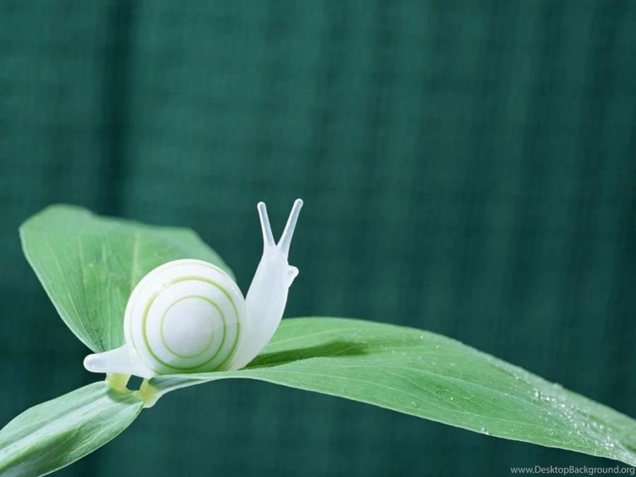 White Snail ImgMob
