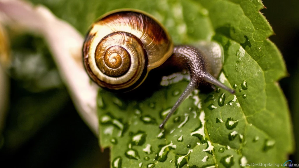 Download Wallpapers Snail On A Wet Leaf (1920 X 1080 HDTV 1080p ...