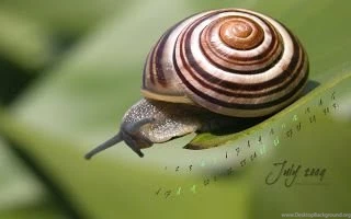 Backgrounds Collections: Snail Wallpapers