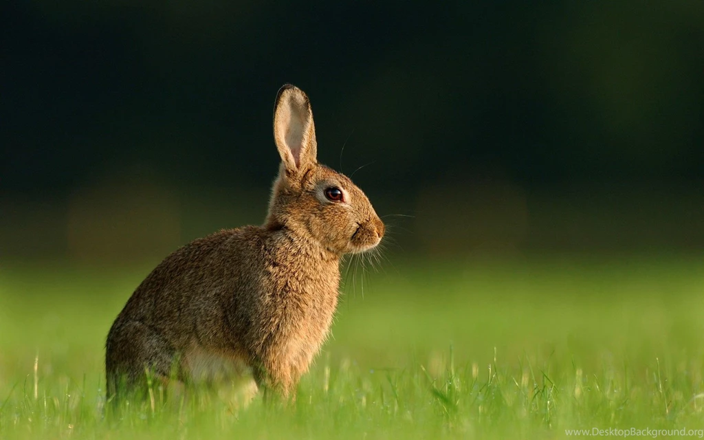 Most Popular HD Wallpapers Of Indian Gray Rabbit In Garden