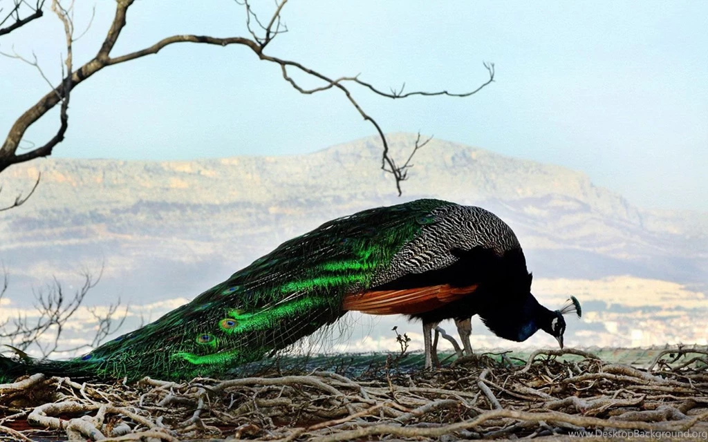 Beautiful Birds Wallpapers HD Pictures