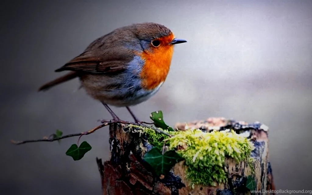 Bluebird Wallpapers Photo And Wallpaper. All Bluebird Wallpapers ...