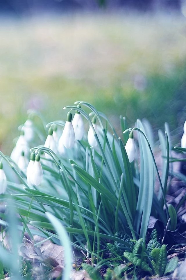 iPhone 4S, 4 Spring Wallpapers HD, Desktop Backgrounds 640x960