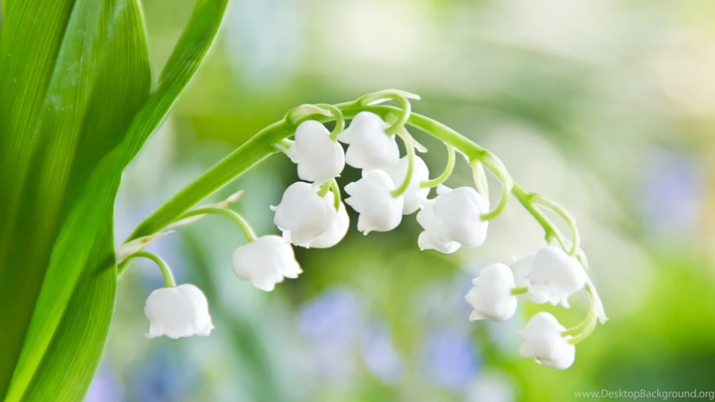 Spring Flowers Computer Wallpapers 7518 HD Wallpapers Site