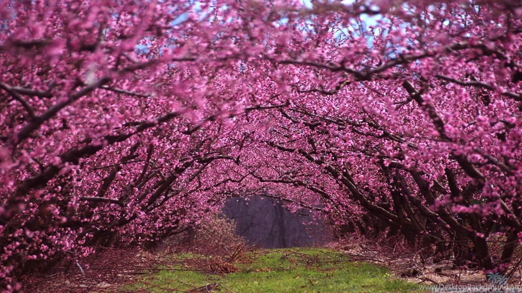 Absolutely Beautiful Spring Wallpapers