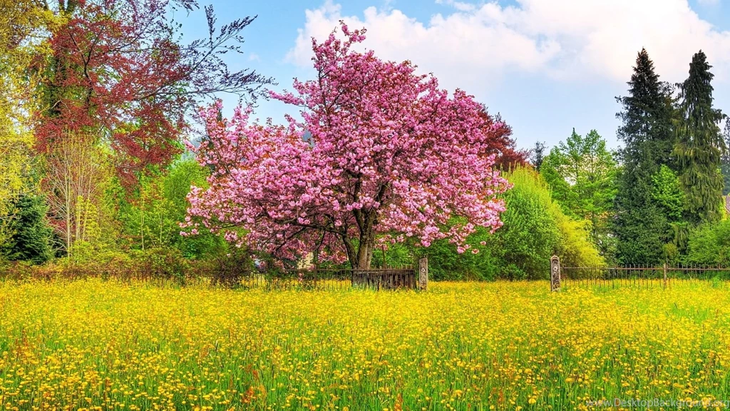 1600x900 Spring Nature Scenery Wallpapers