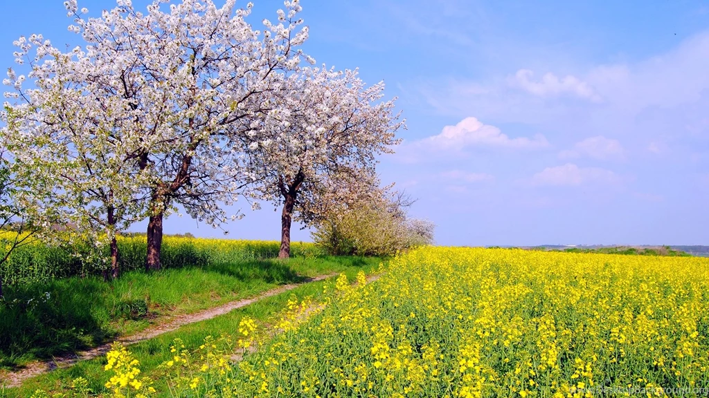 Germany Spring Nature Scenery, Fields, Flowers, Blue Sky Wallpapers ...