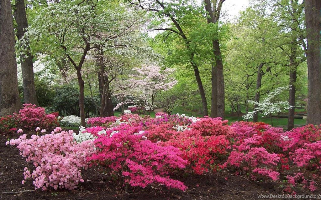 SPRING SCENERY WALLPAPER (
