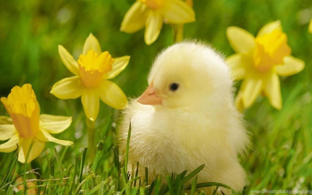 SWEET SPRING SCENERY WALLPAPER (
