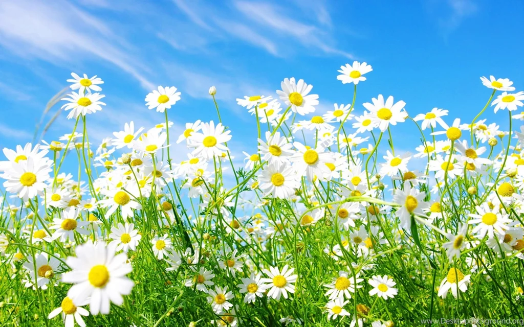 Spring Scenery 6392 3840 X 2400 WallpaperLayer.com