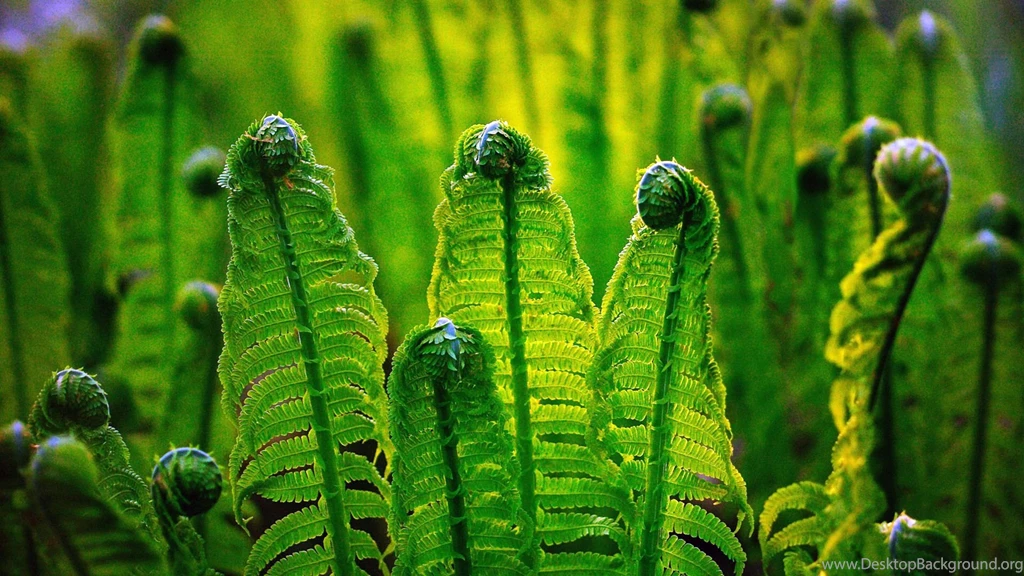 Spring Scenery 1920x HD Heavenly Wallpapers Free HD Wallpapers ...