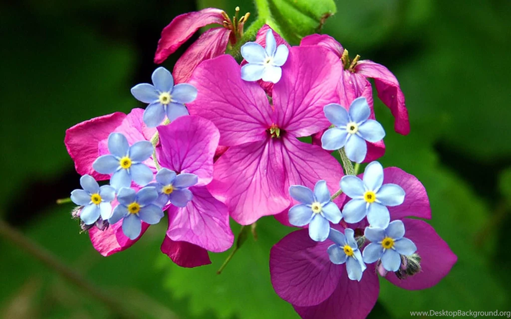 Beautiful spring scenery wallpaper.jpg