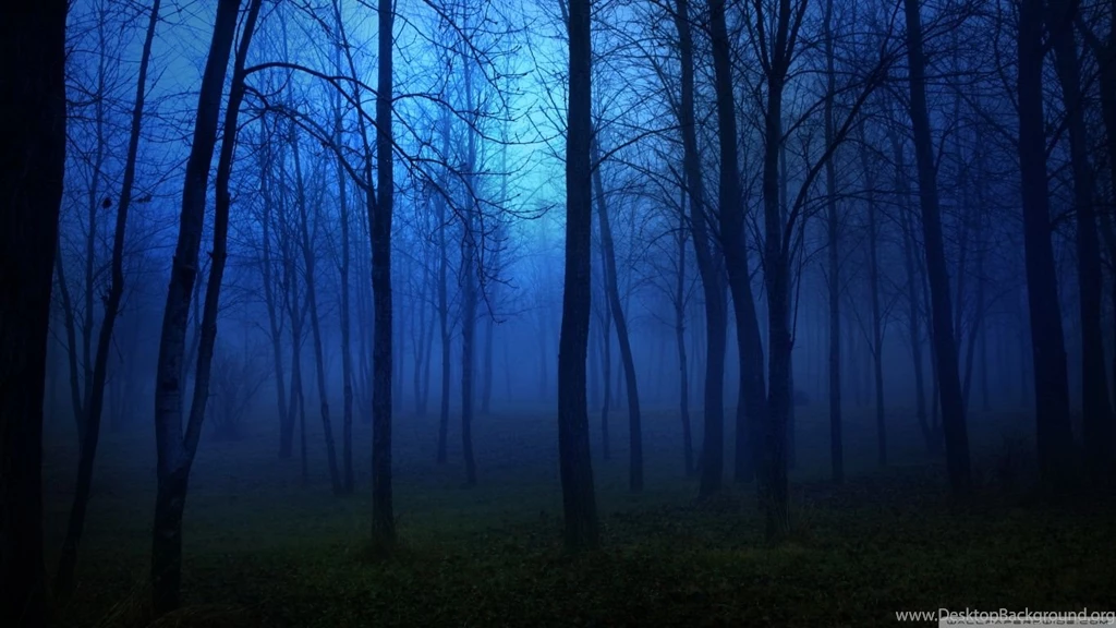 Night In The Forest HD Desktop Wallpapers : Fullscreen : Mobile ...