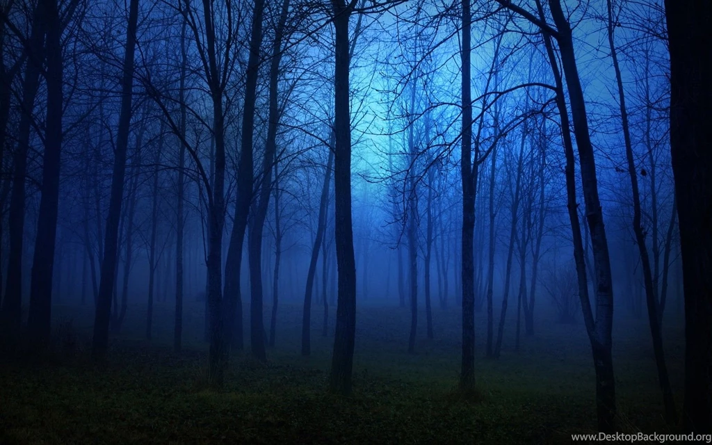 Fog Forest Night Wallpaper.